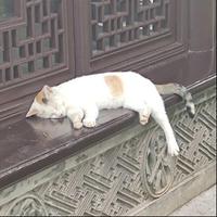 伊犁白求肯头像