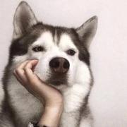 前端不讲李的个人资料头像