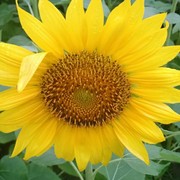 轻风物语的个人资料头像