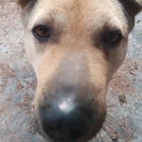 摩托丶如命头像