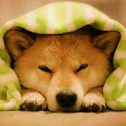 bandit的个人资料头像