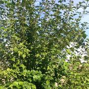 看见乐观的个人资料头像