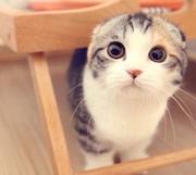 不知名酸奶糖的个人资料头像