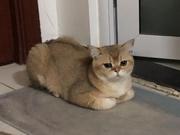 笑里藏猫的个人资料头像