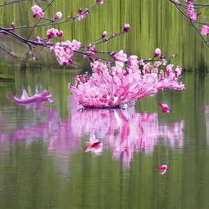 纤花光照头像