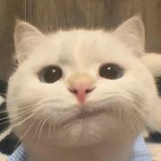牛派派的个人资料头像