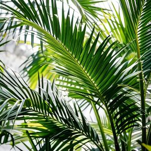 树底安静的藏者头像