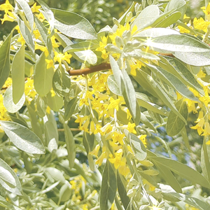 送你一束沙枣花头像