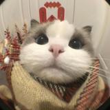 张丽娜娜娜娜娜头像