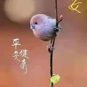 書拉密头像