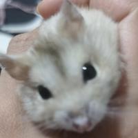 奔跑的嗷呜呜头像