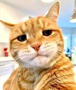 TheAnnoyingCat的个人资料头像