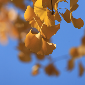 创意贝弗利1c0头像