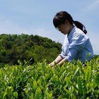 伴白茶坊头像