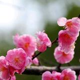 丽莎的秘密花园头像