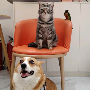 噜总宠物官方号头像