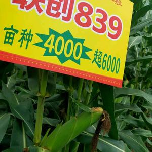 黄岗石志胜农资批发销售，化肥，种子，农药头像