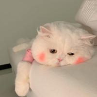 火锅炖啤酒头像