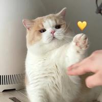 苏打水泡茶头像