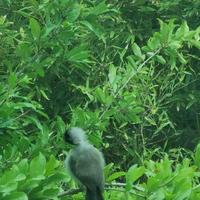 悠扬的萨克斯58146923头像