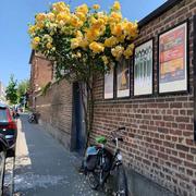 丈菊的个人资料头像