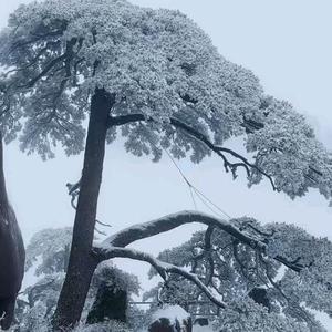 靠山8P5d头像