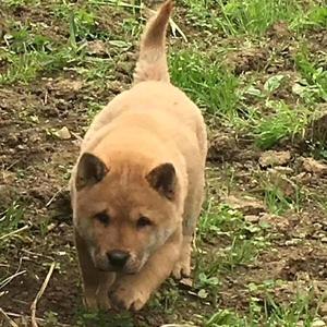 大官人乡村田园犬头像