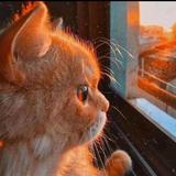 电校陈奕迅头像