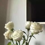 吴若辰RC头像