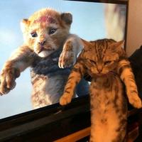 对方正在输入3241028504045头像