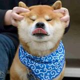 秋小汪头像