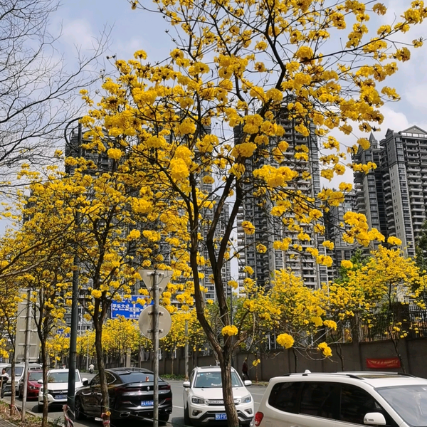 行如风拍车头像