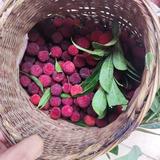 萌鸡小队缓缓头像