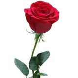 衰神之衰神头像