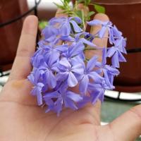 红雪花爱蓝雪花头像