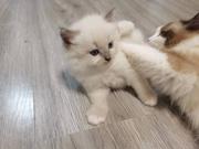 波妞和大壮的个人资料头像