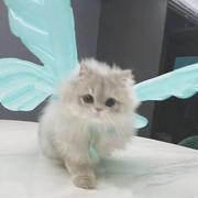 换了一片地种的个人资料头像