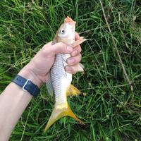 小镇青年章鱼哥头像