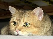 Littleor的个人资料头像