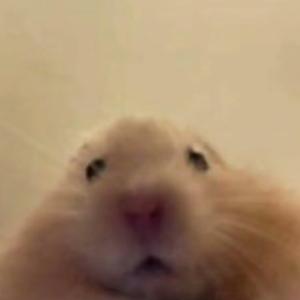 翁东鹤头像