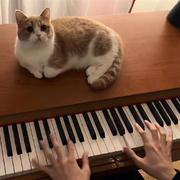 Nasida的个人资料头像