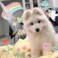 龙丸多吃菜头像