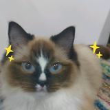 自由的星鸠头像