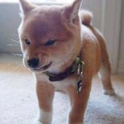 褋夜的个人资料头像