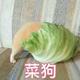 小洋洋洋洋9v4z头像