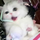 Chechnya小杂鱼头像