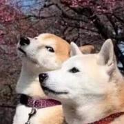 用户4539014488194的个人资料头像