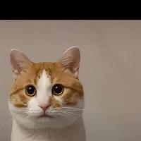 三文鱼没眼睛头像