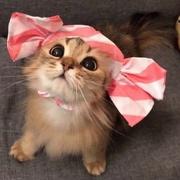 上官葡萄的个人资料头像