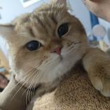 一直想裸奔头像